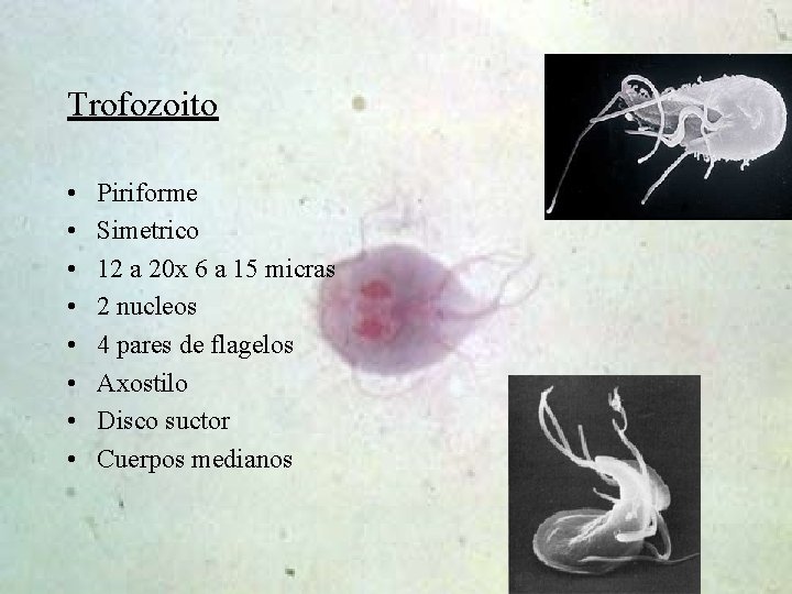 Trofozoito • • Piriforme Simetrico 12 a 20 x 6 a 15 micras 2