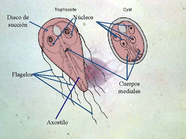 Disco de succión Núcleos Flagelos Cuerpos mediales Axostilo 