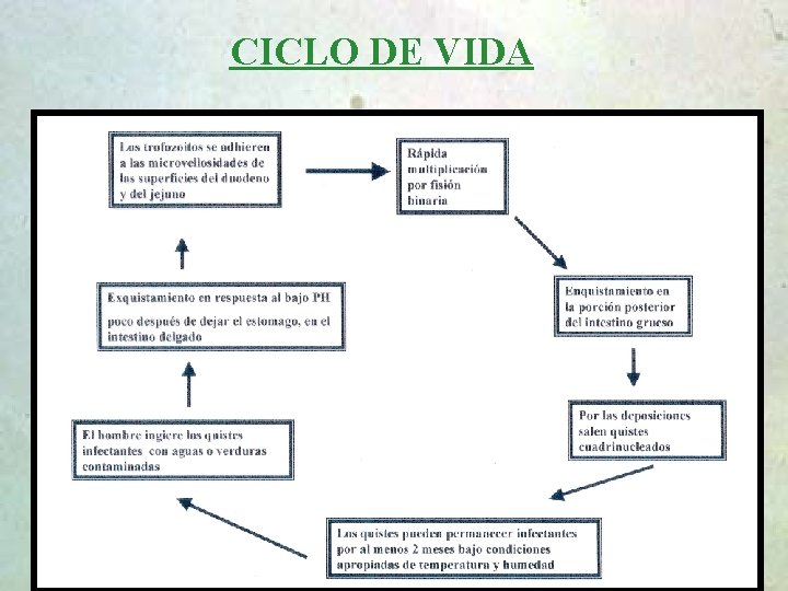 CICLO DE VIDA 