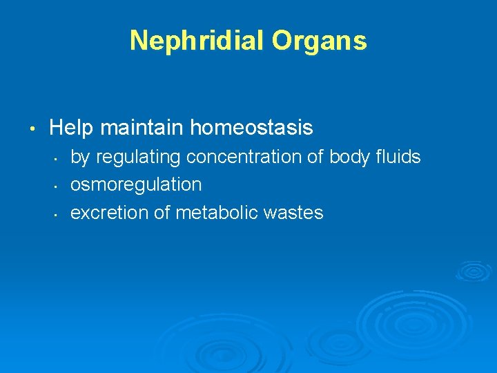 Nephridial Organs • Help maintain homeostasis • • • by regulating concentration of body