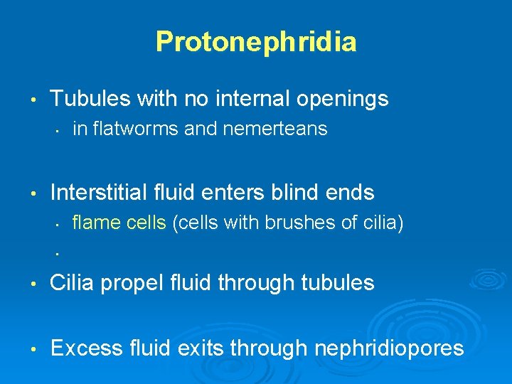 Protonephridia • Tubules with no internal openings • • in flatworms and nemerteans Interstitial