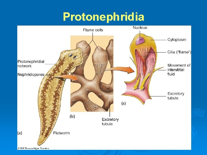 Protonephridia 