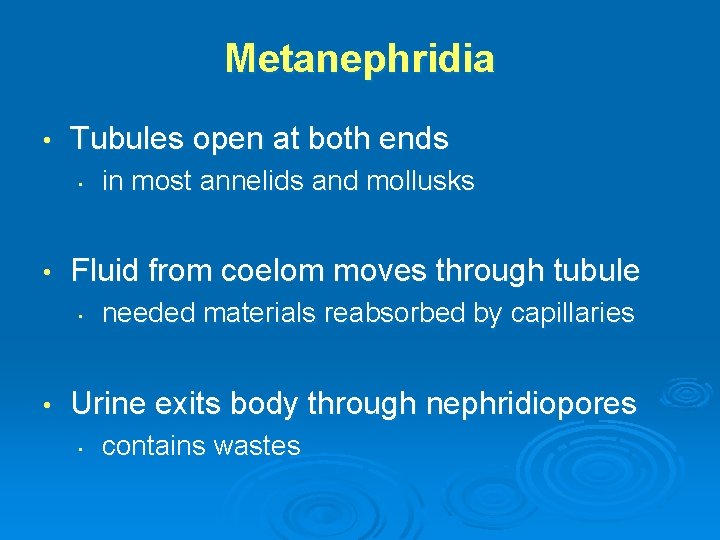 Metanephridia • Tubules open at both ends • • Fluid from coelom moves through
