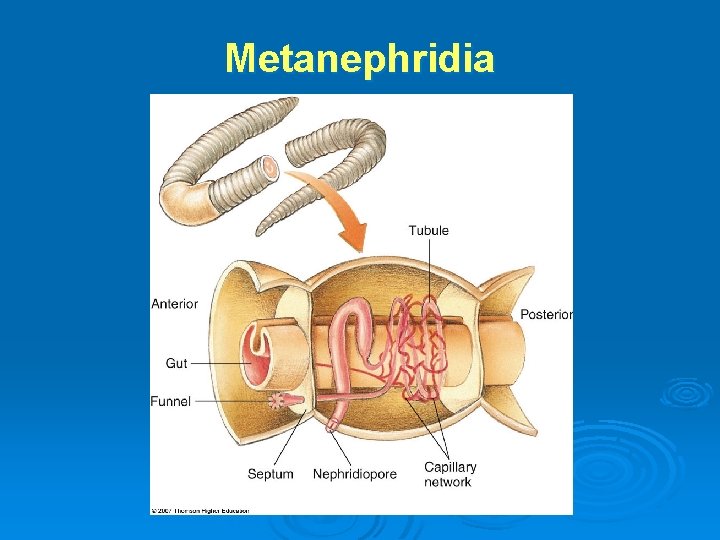 Metanephridia 