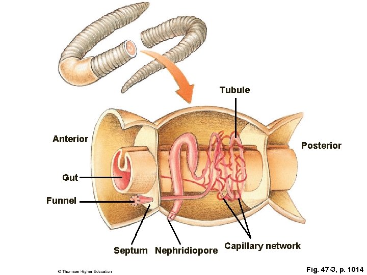 Tubule Anterior Posterior Gut Funnel Septum Nephridiopore Capillary network Fig. 47 -3, p. 1014
