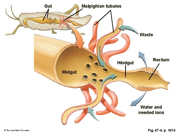 Gut Malpighian tubules Waste Hindgut Rectum Midgut Water and needed ions Fig. 47 -4,