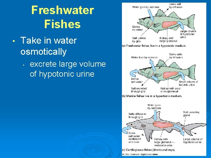 Freshwater Fishes • Take in water osmotically • excrete large volume of hypotonic urine