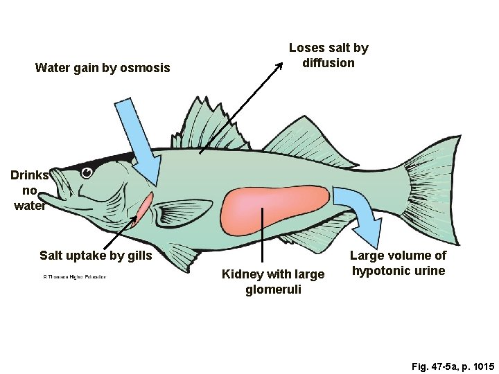 Water gain by osmosis Loses salt by diffusion Drinks no water Salt uptake by