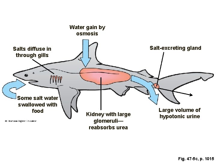 Water gain by osmosis Salt-excreting gland Salts diffuse in through gills Some salt water