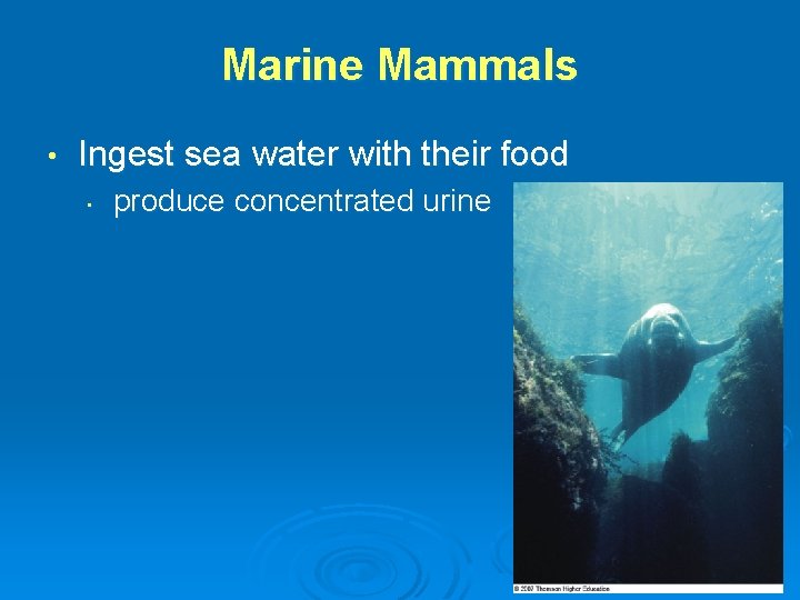 Marine Mammals • Ingest sea water with their food • produce concentrated urine 
