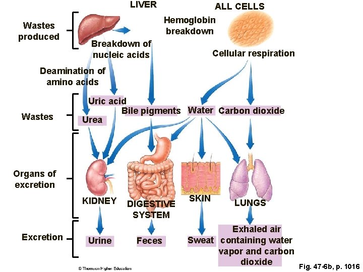 LIVER Wastes produced ALL CELLS Hemoglobin breakdown Breakdown of nucleic acids Cellular respiration Deamination