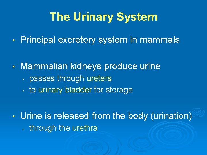 The Urinary System • Principal excretory system in mammals • Mammalian kidneys produce urine