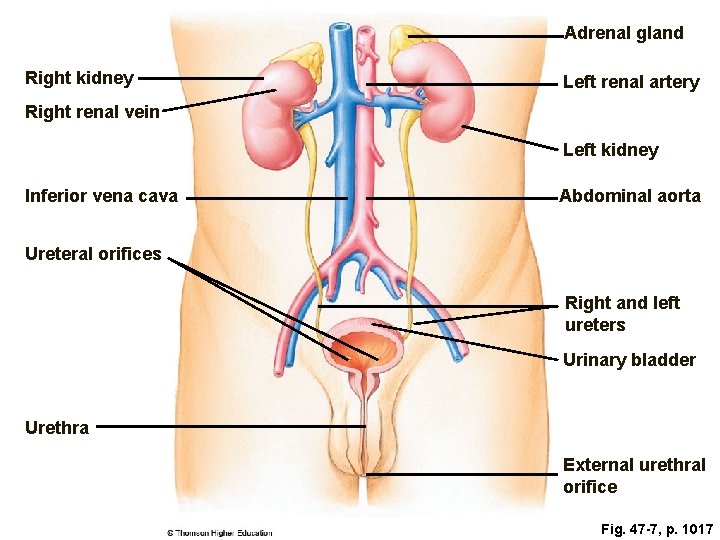 Adrenal gland Right kidney Left renal artery Right renal vein Left kidney Inferior vena