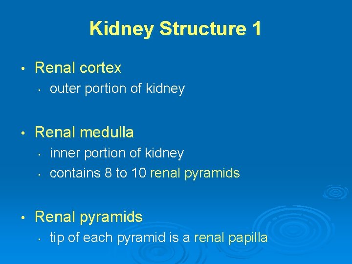 Kidney Structure 1 • Renal cortex • • Renal medulla • • • outer