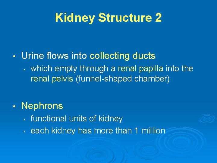 Kidney Structure 2 • Urine flows into collecting ducts • • which empty through