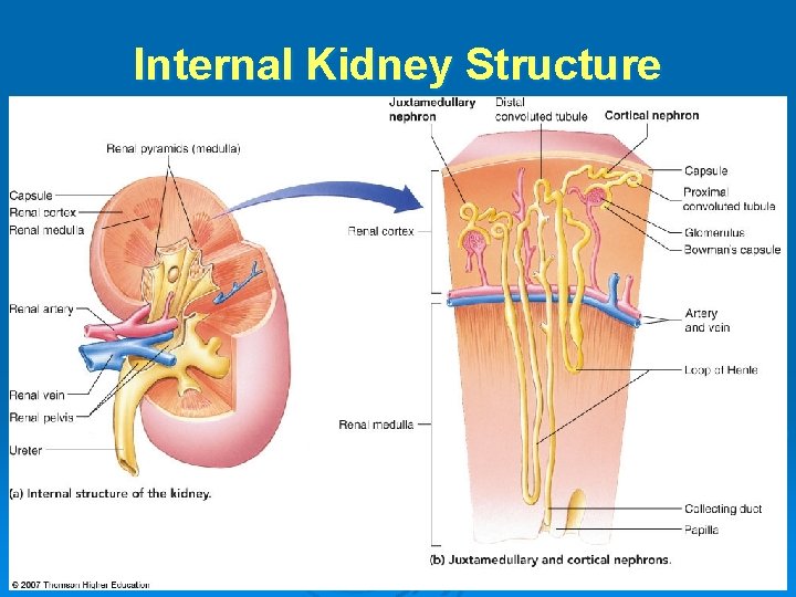Internal Kidney Structure 