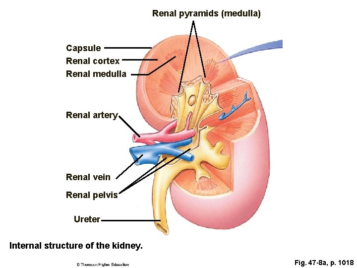 Renal pyramids (medulla) Capsule Renal cortex Renal medulla Renal artery Renal vein Renal pelvis