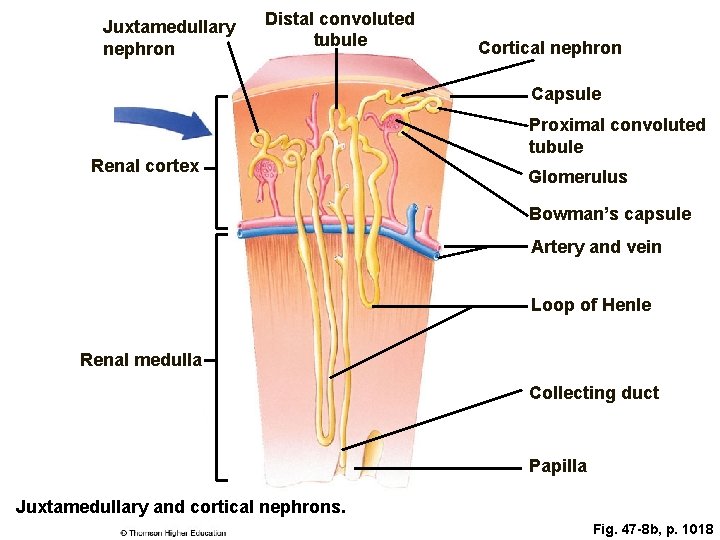 Juxtamedullary nephron Distal convoluted tubule Cortical nephron Capsule Renal cortex Proximal convoluted tubule Glomerulus