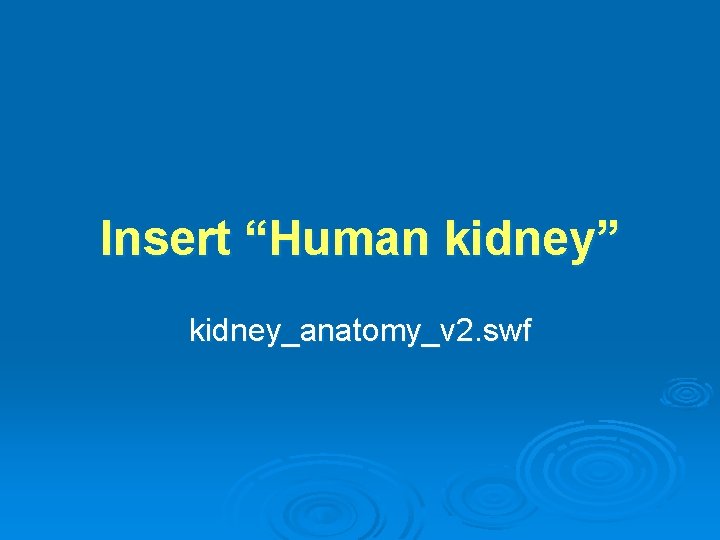 Insert “Human kidney” kidney_anatomy_v 2. swf 
