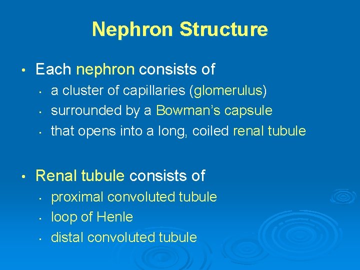 Nephron Structure • Each nephron consists of • • a cluster of capillaries (glomerulus)