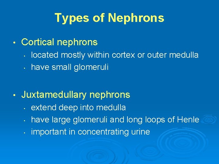 Types of Nephrons • Cortical nephrons • • • located mostly within cortex or