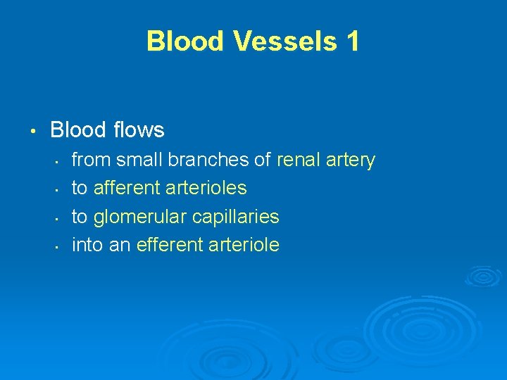 Blood Vessels 1 • Blood flows • • from small branches of renal artery