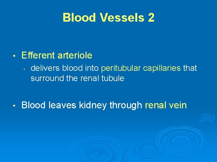 Blood Vessels 2 • Efferent arteriole • • delivers blood into peritubular capillaries that