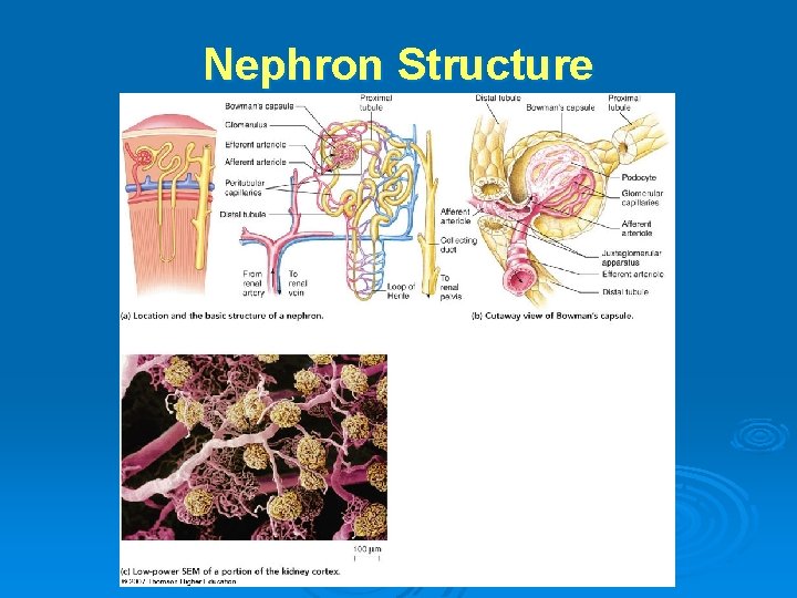 Nephron Structure 
