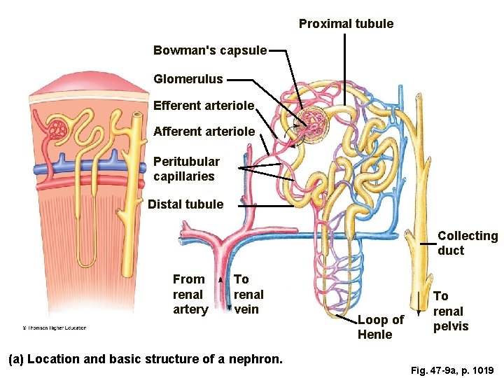 Proximal tubule Bowman's capsule Glomerulus Efferent arteriole Afferent arteriole Peritubular capillaries Distal tubule Collecting