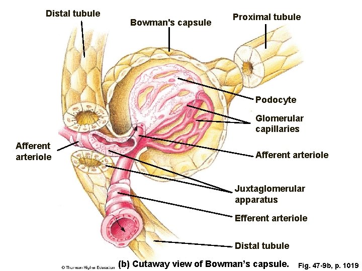 Distal tubule Bowman's capsule Proximal tubule Podocyte Glomerular capillaries Afferent arteriole Juxtaglomerular apparatus Efferent