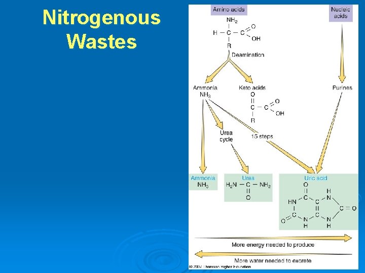 Nitrogenous Wastes 
