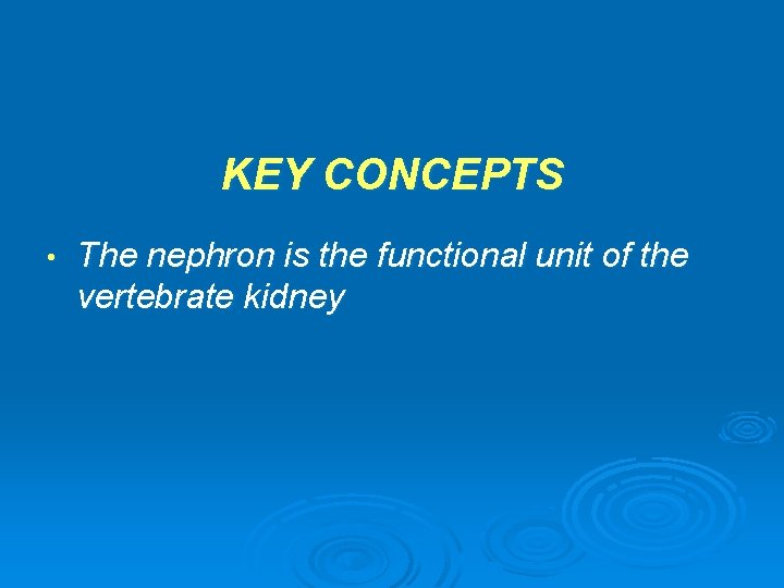 KEY CONCEPTS • The nephron is the functional unit of the vertebrate kidney 