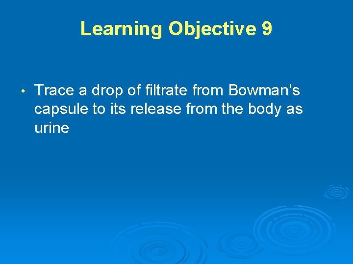 Learning Objective 9 • Trace a drop of filtrate from Bowman’s capsule to its