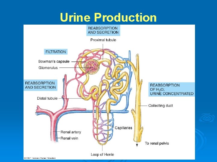 Urine Production 