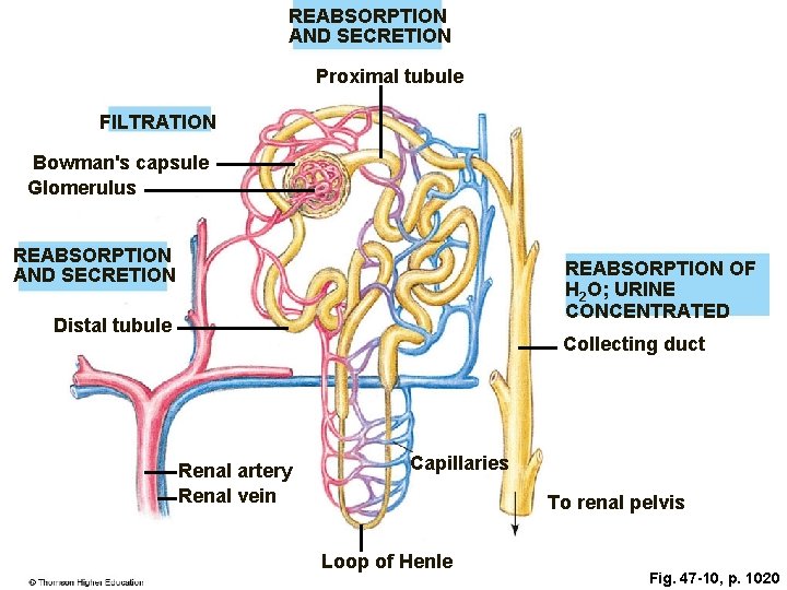 REABSORPTION AND SECRETION Proximal tubule FILTRATION Bowman's capsule Glomerulus REABSORPTION AND SECRETION REABSORPTION OF