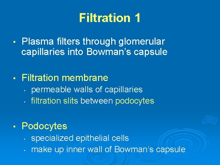 Filtration 1 • Plasma filters through glomerular capillaries into Bowman’s capsule • Filtration membrane
