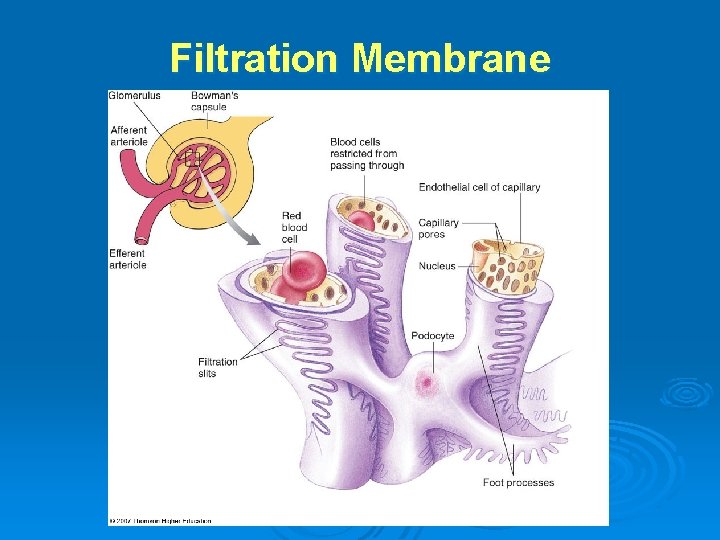 Filtration Membrane 