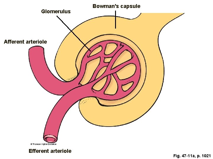 Glomerulus Bowman's capsule Afferent arteriole Efferent arteriole Fig. 47 -11 a, p. 1021 