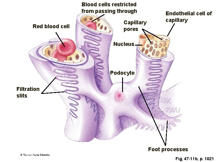 Blood cells restricted from passing through Red blood cell Capillary pores Endothelial cell of