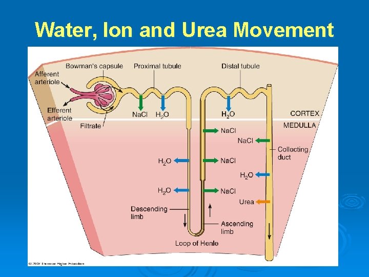 Water, Ion and Urea Movement 