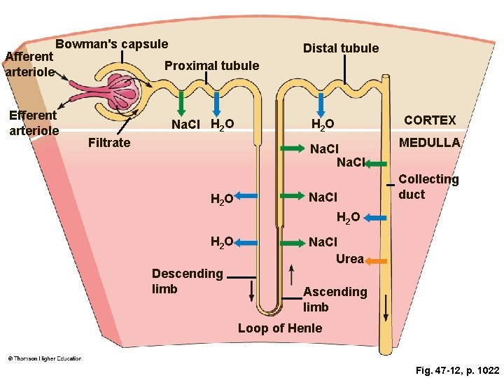Afferent arteriole Bowman's capsule Efferent arteriole Distal tubule Proximal tubule Na. Cl H 2