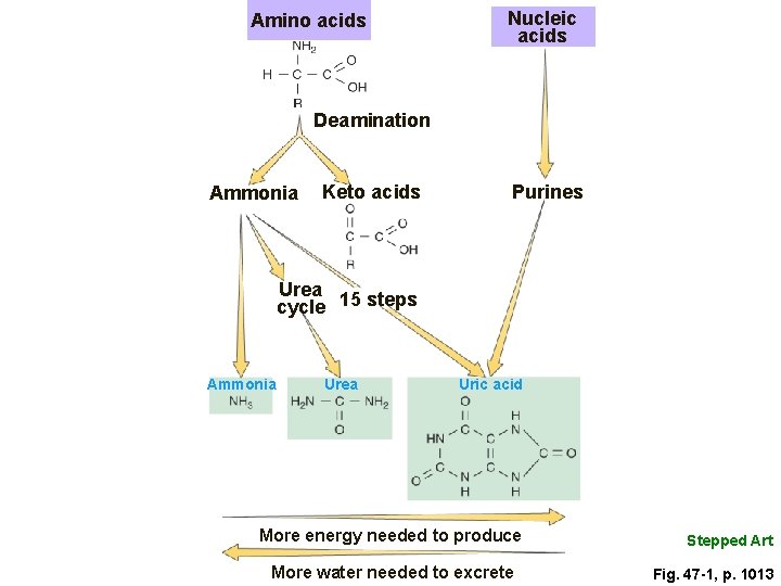 Amino acids Nucleic acids Deamination Ammonia Keto acids Purines Urea 15 steps cycle Ammonia