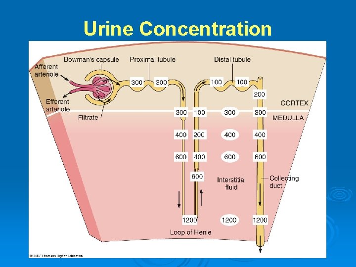 Urine Concentration 