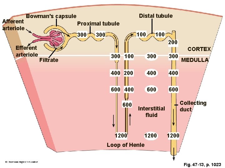 Afferent arteriole Distal tubule Bowman's capsule Proximal tubule 300 Efferent arteriole 100 300 100