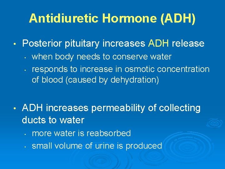Antidiuretic Hormone (ADH) • Posterior pituitary increases ADH release • • • when body