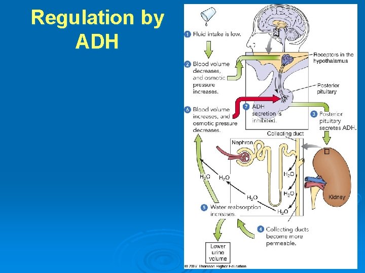 Regulation by ADH 
