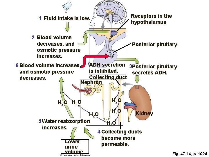 Receptors in the hypothalamus 1 Fluid intake is low. 2 Blood volume decreases, and