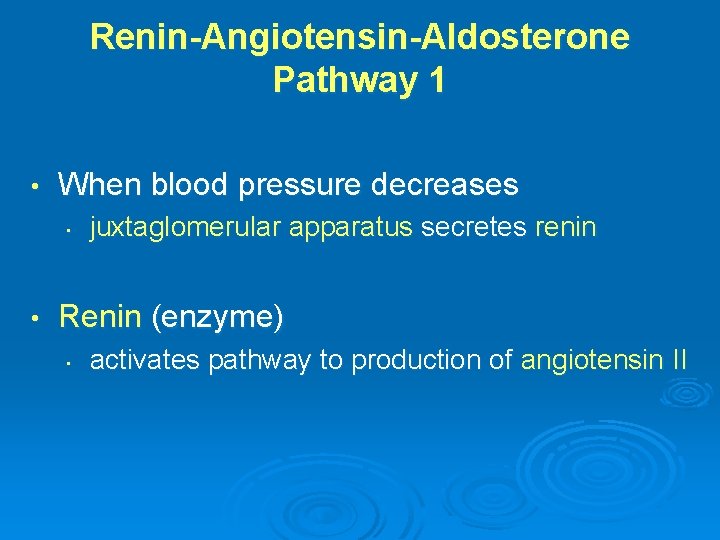 Renin-Angiotensin-Aldosterone Pathway 1 • When blood pressure decreases • • juxtaglomerular apparatus secretes renin