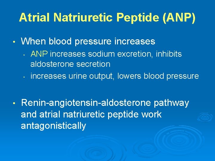 Atrial Natriuretic Peptide (ANP) • When blood pressure increases • • • ANP increases