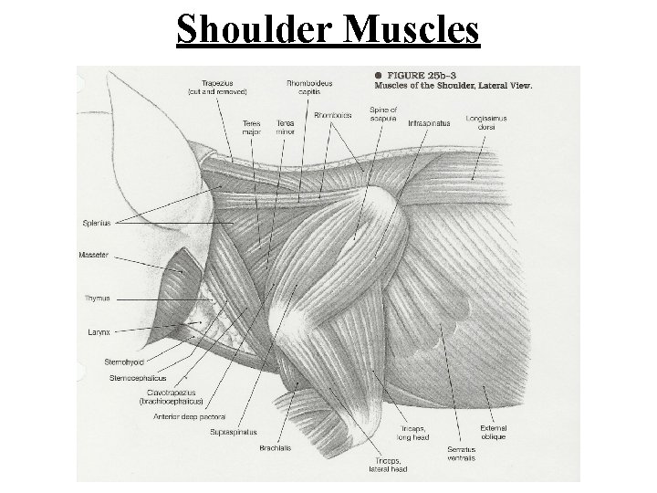 Shoulder Muscles 